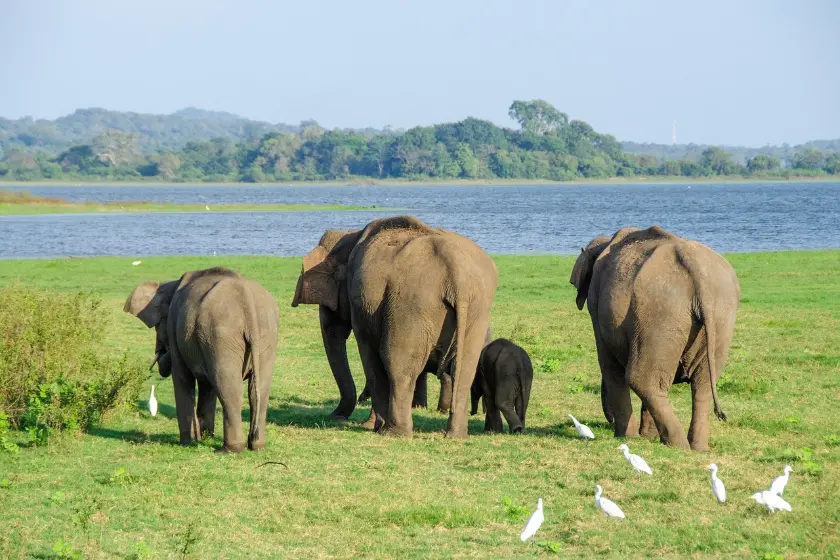 Minneriya National Park